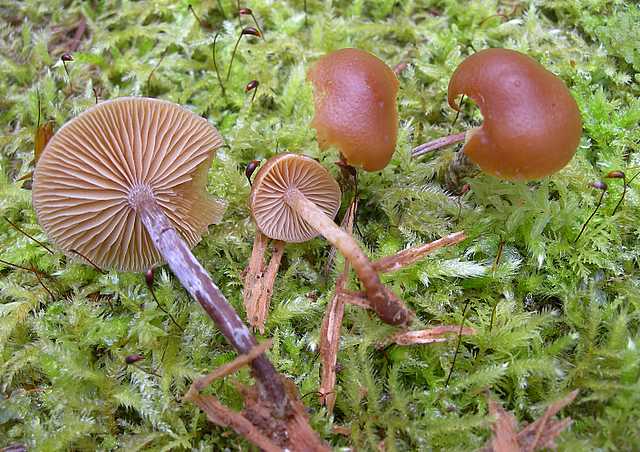 Una strana Galerina  lillipuziana